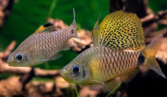 Oreichthys Crenuchoides